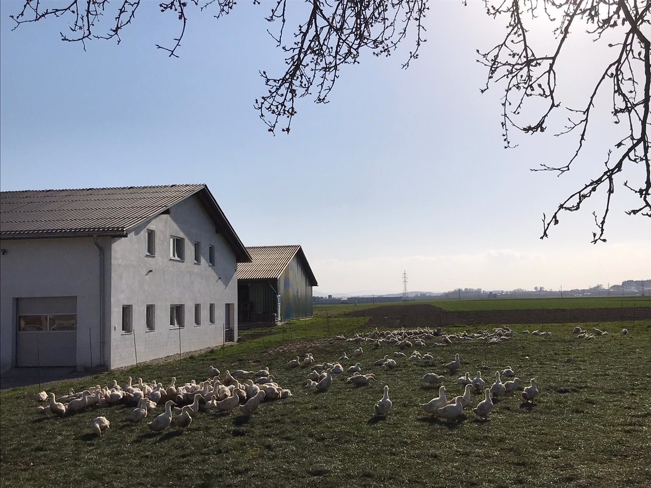 Gänse und Bauernenten